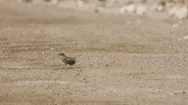 Karoo Lark - ML642325772