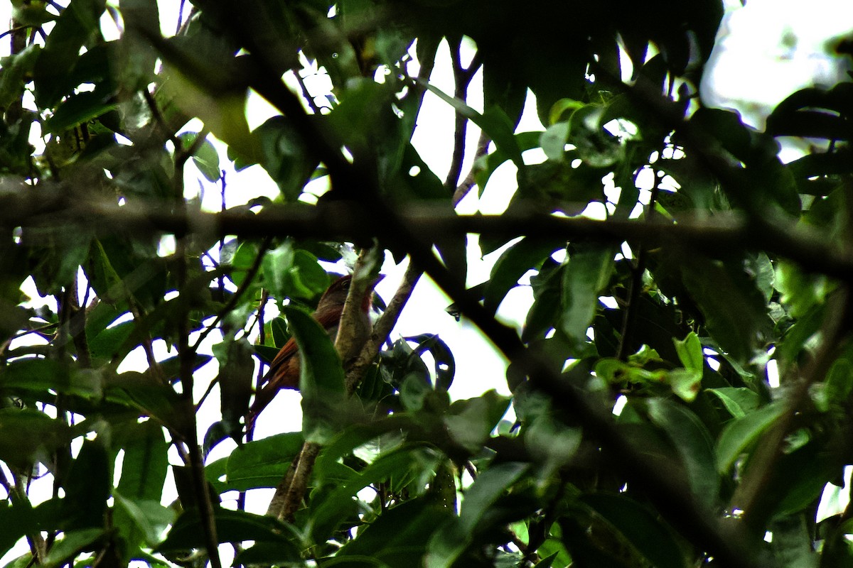 Rose-throated Tanager - ML642325777