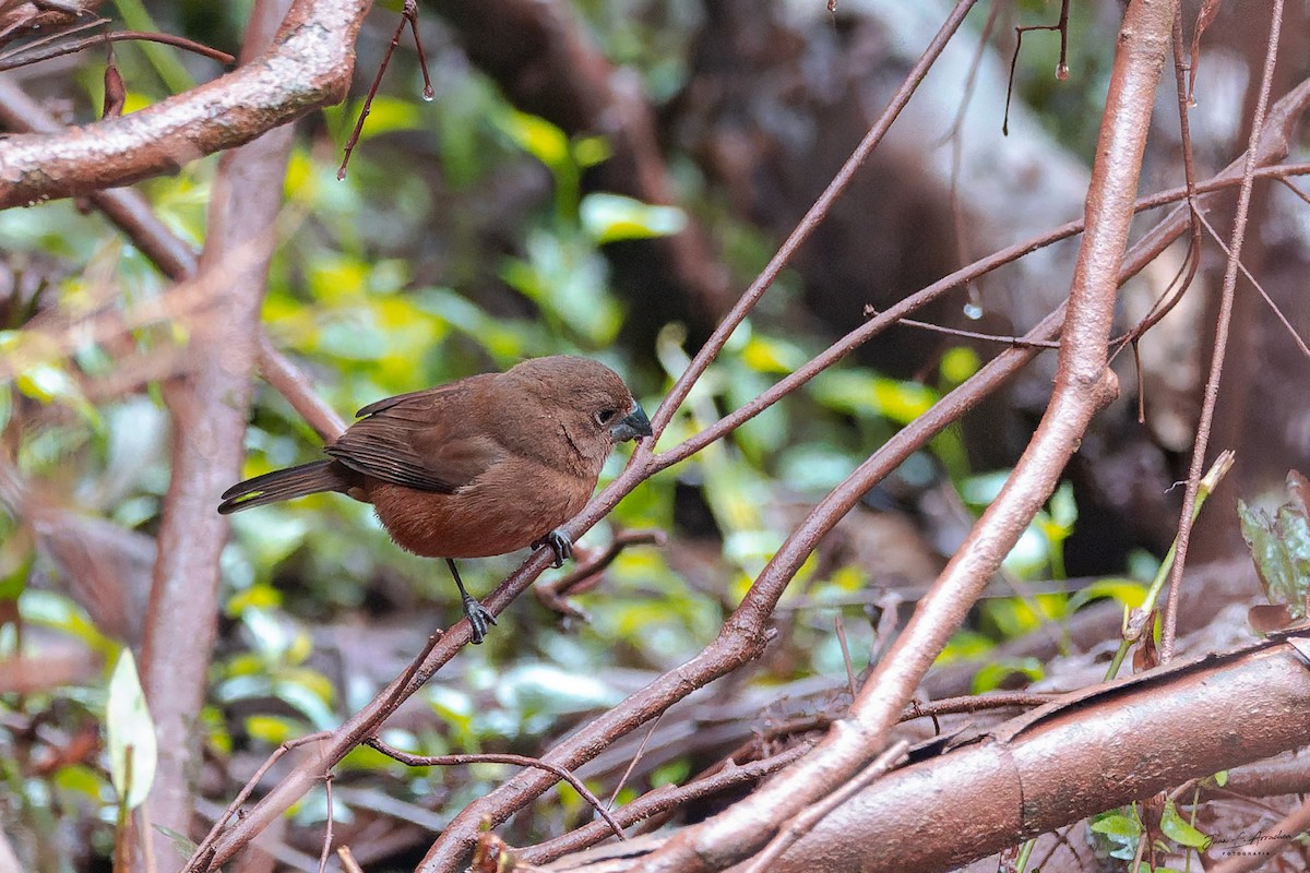 Glaucous-blue Grosbeak - ML642325796