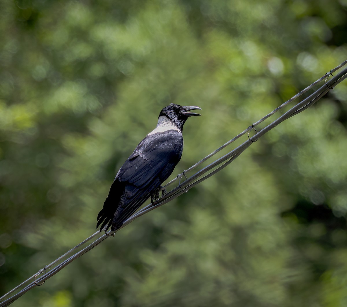 Collared Crow - ML642325856