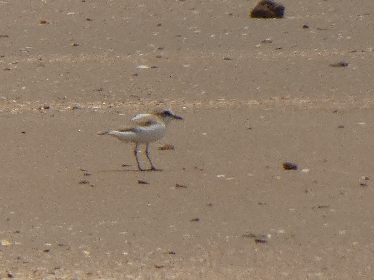 White-fronted Plover - ML642325887