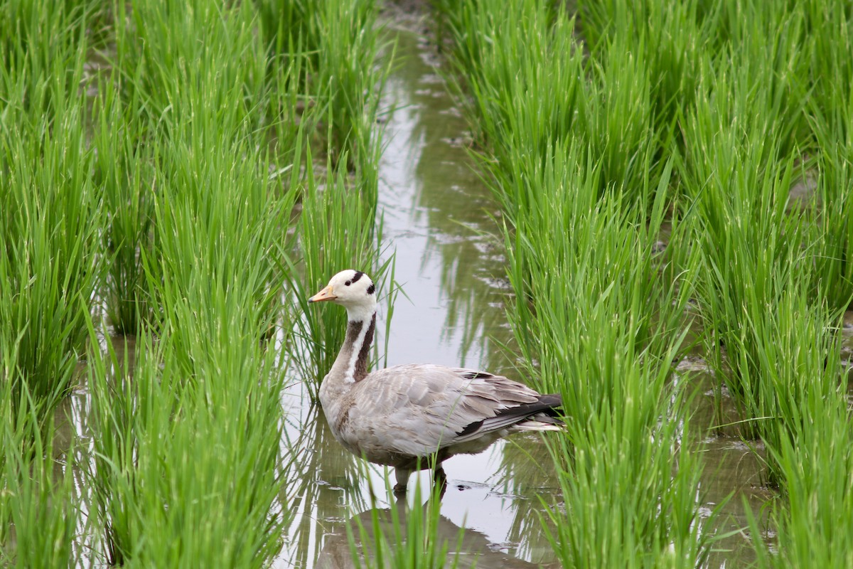 Bar-headed Goose - ML642325931