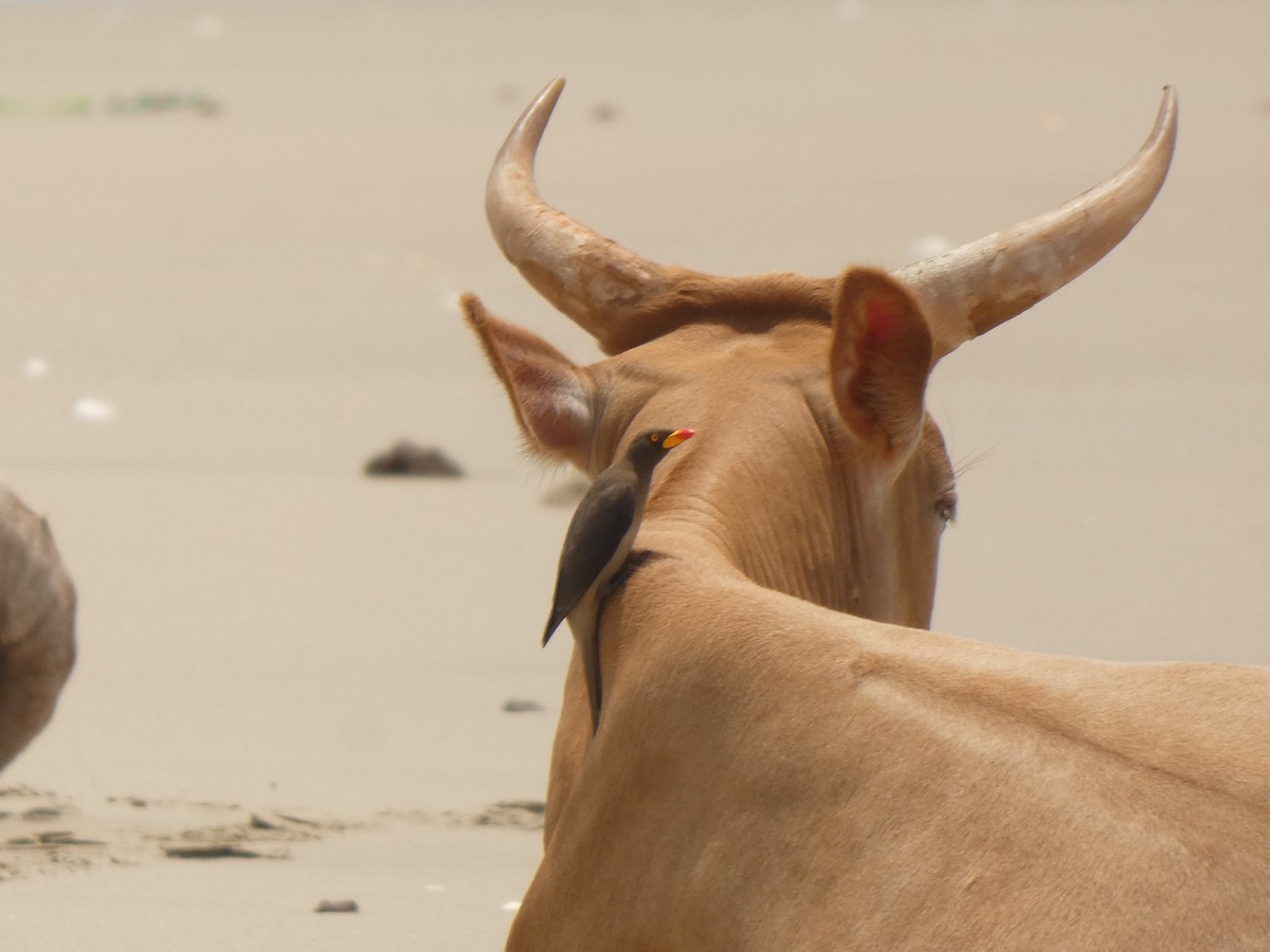 Yellow-billed Oxpecker - ML642325955