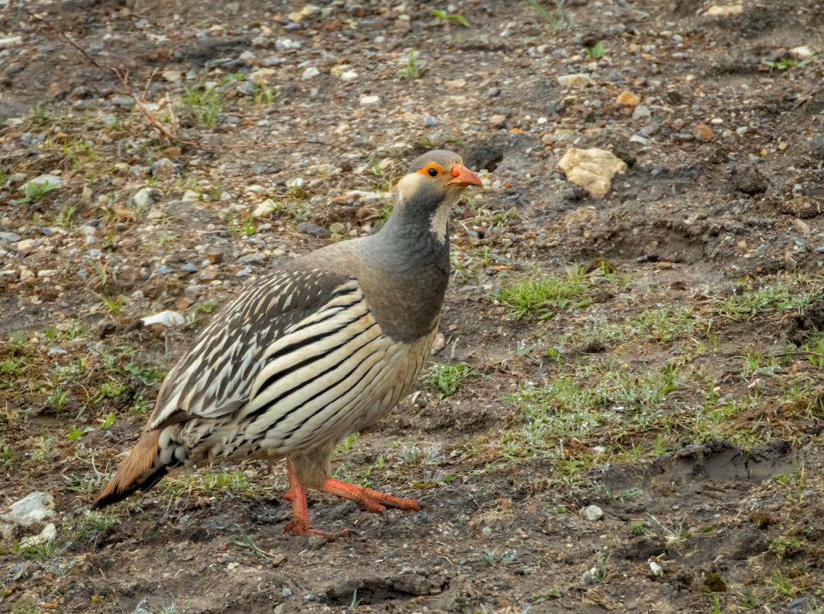 チベットセッケイ - ML642325972