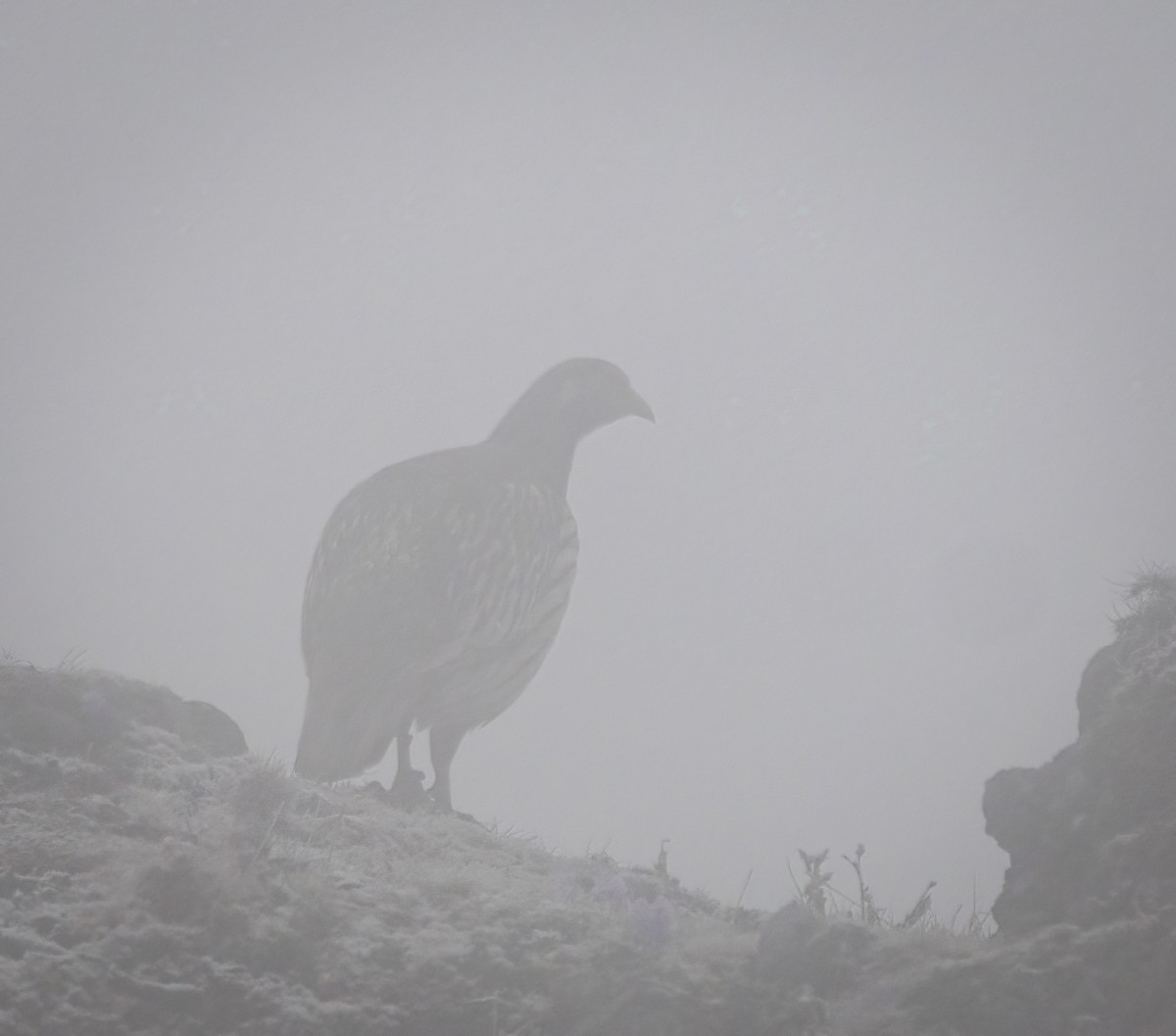 チベットセッケイ - ML642325980