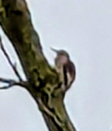Red-headed Woodpecker - ML642325994