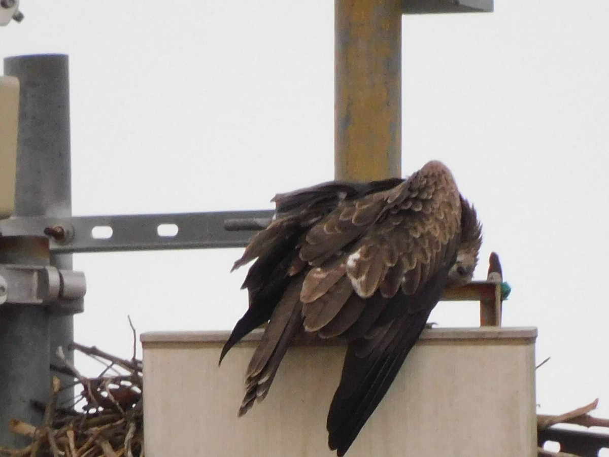 Сохор элээ - ML642326002