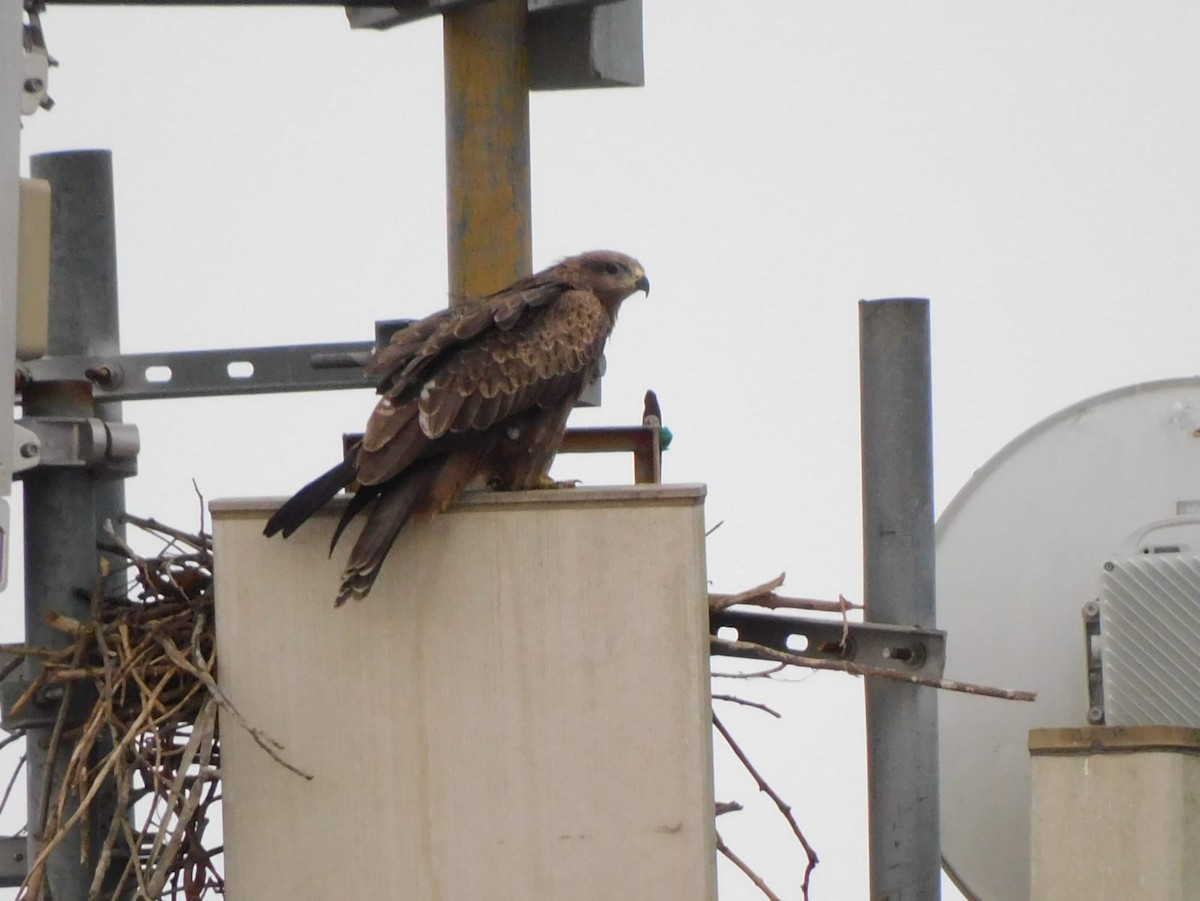 Сохор элээ - ML642326003