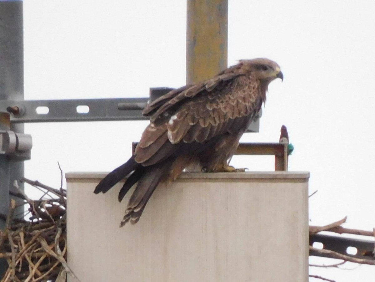 Сохор элээ - ML642326004