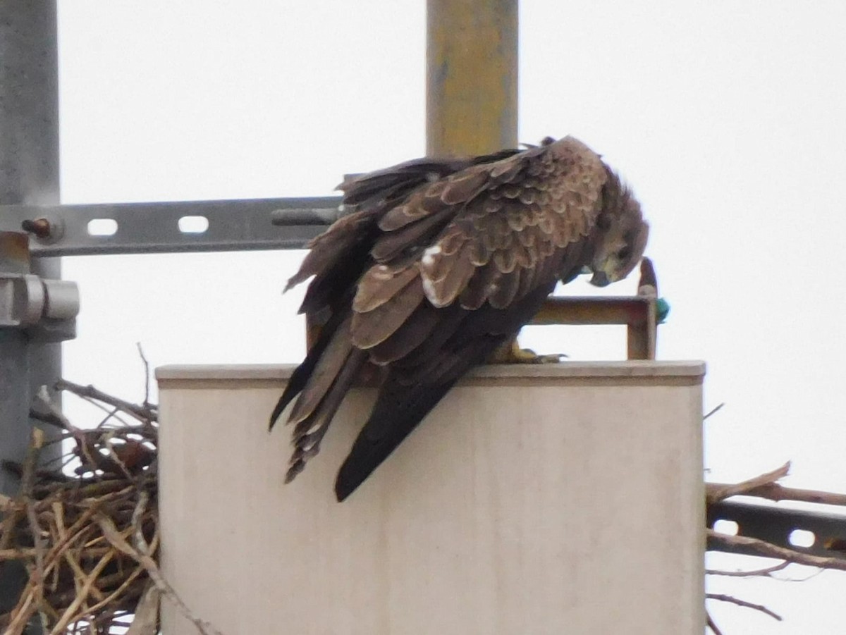 Сохор элээ - ML642326005