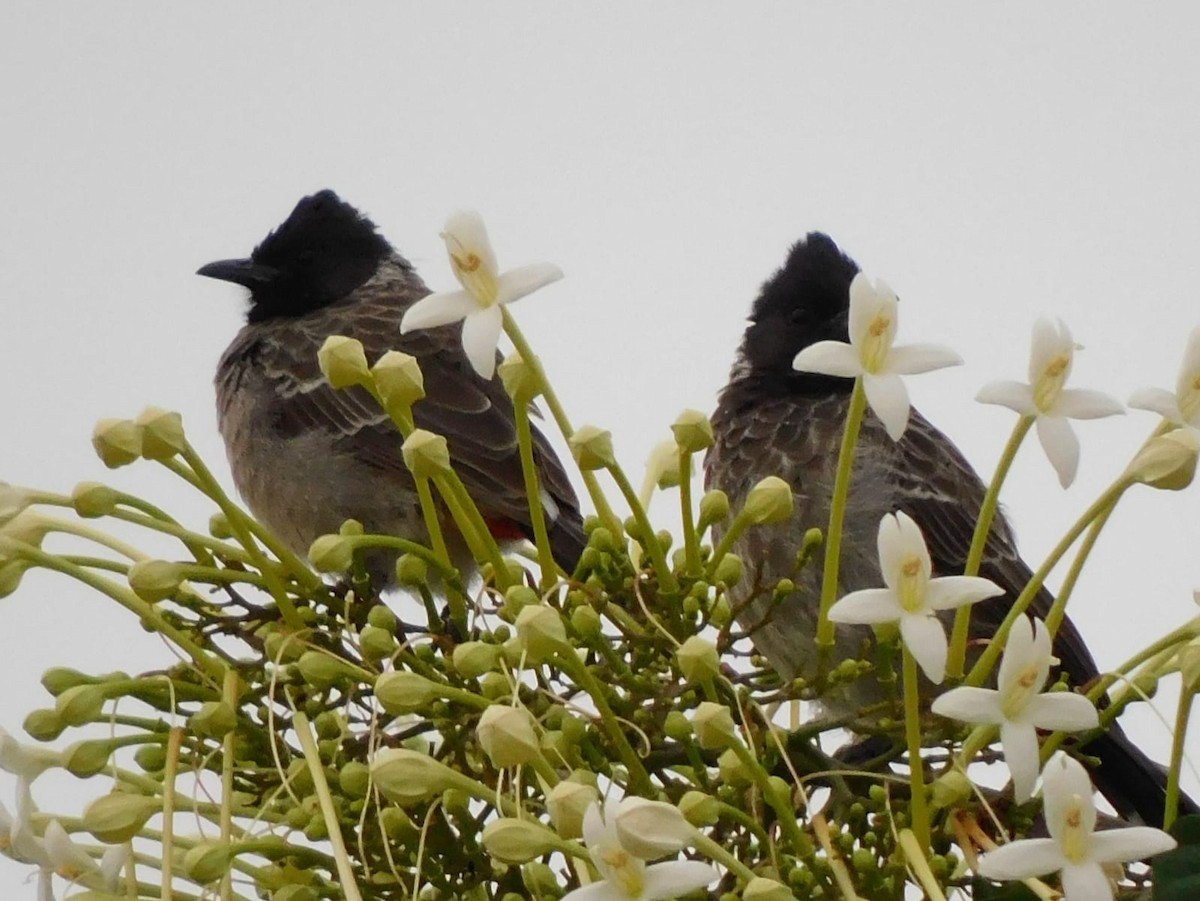 Red-vented Bulbul - ML642326030