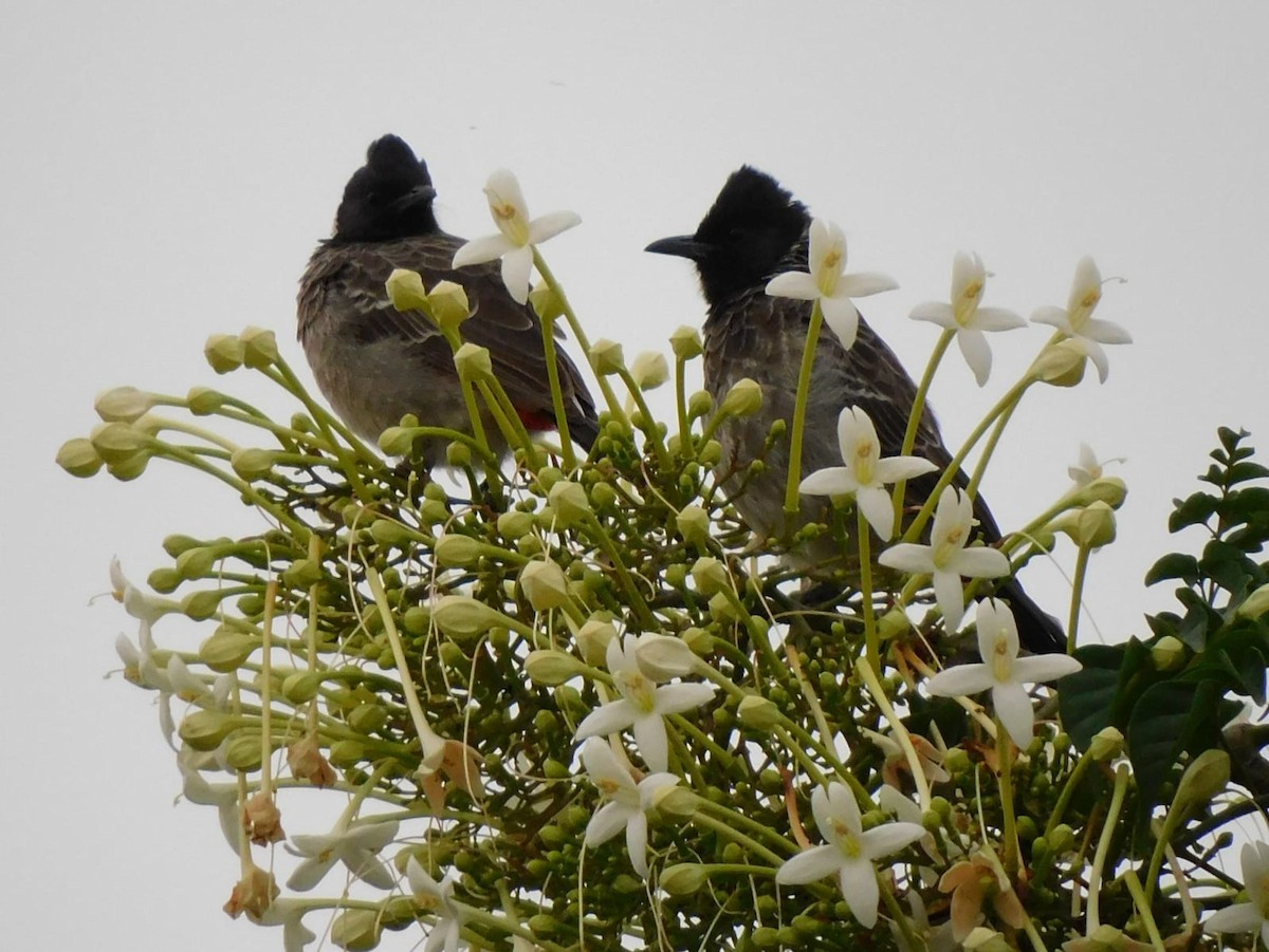 Red-vented Bulbul - ML642326031
