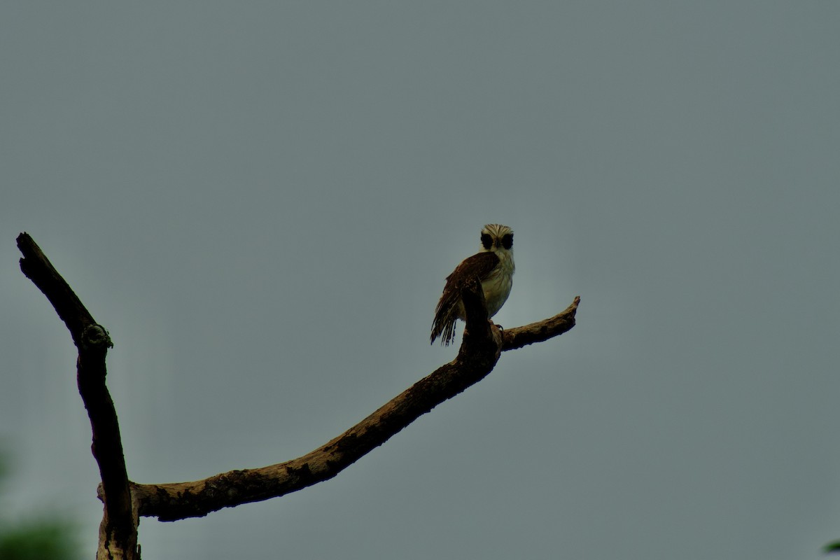 Макагуа - ML642326035