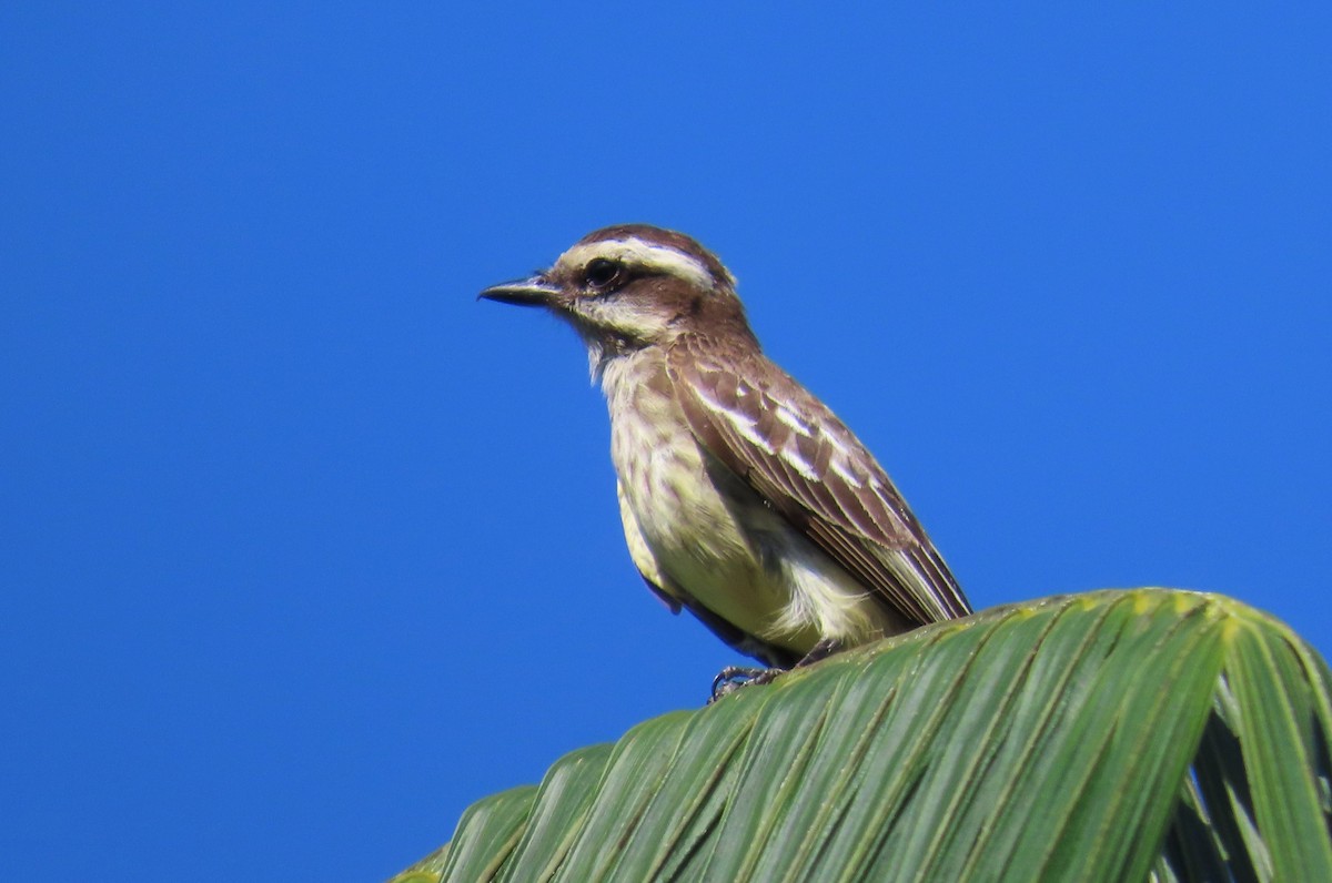 Piratic Flycatcher - ML642326057