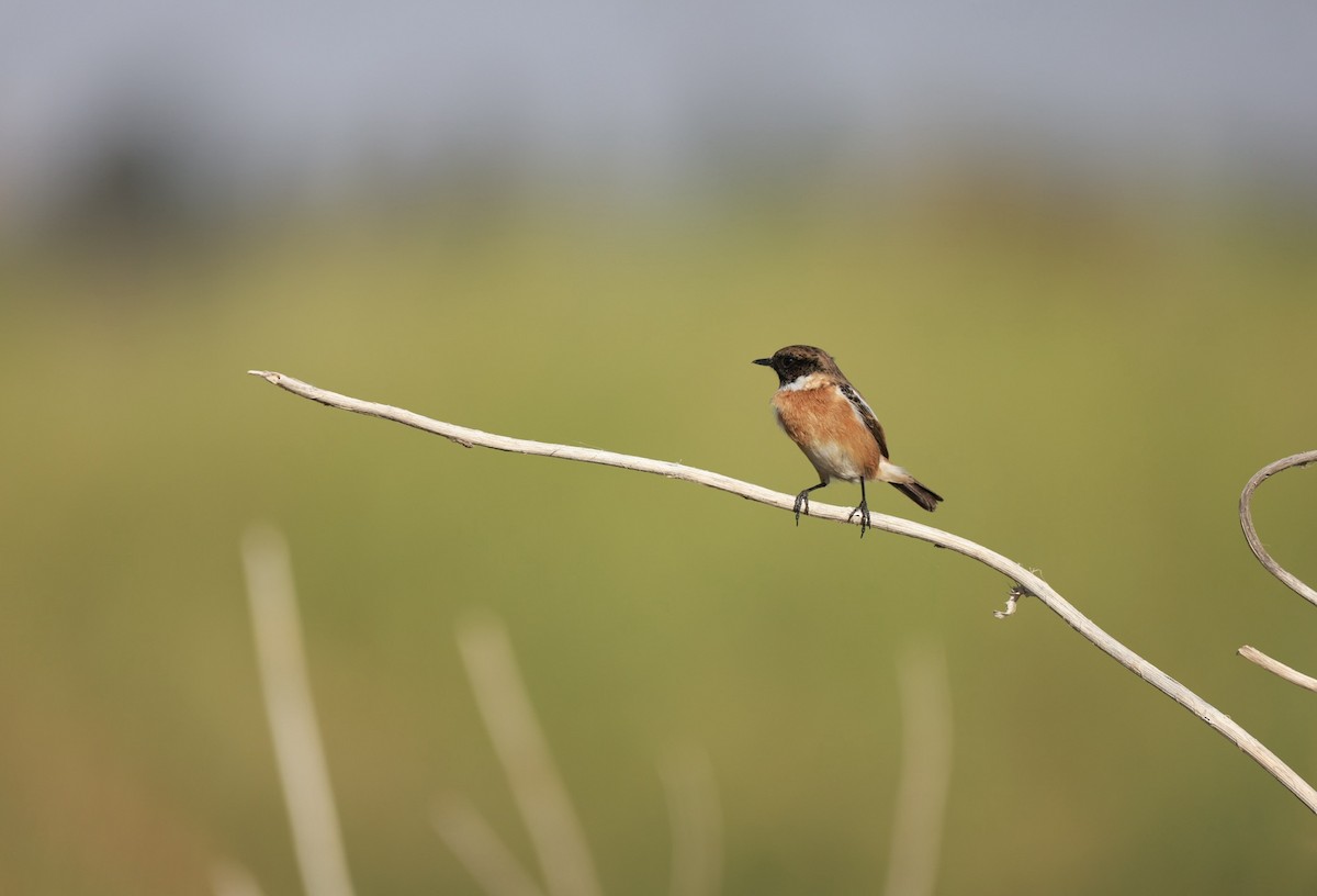 European Stonechat - ML642326062