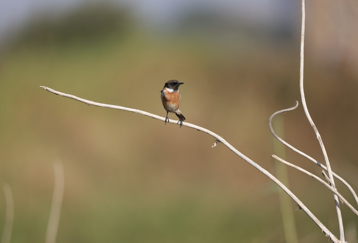 European Stonechat - ML642326063