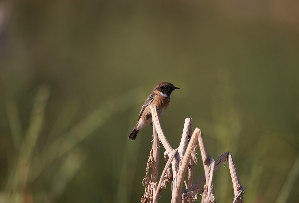 European Stonechat - ML642326064