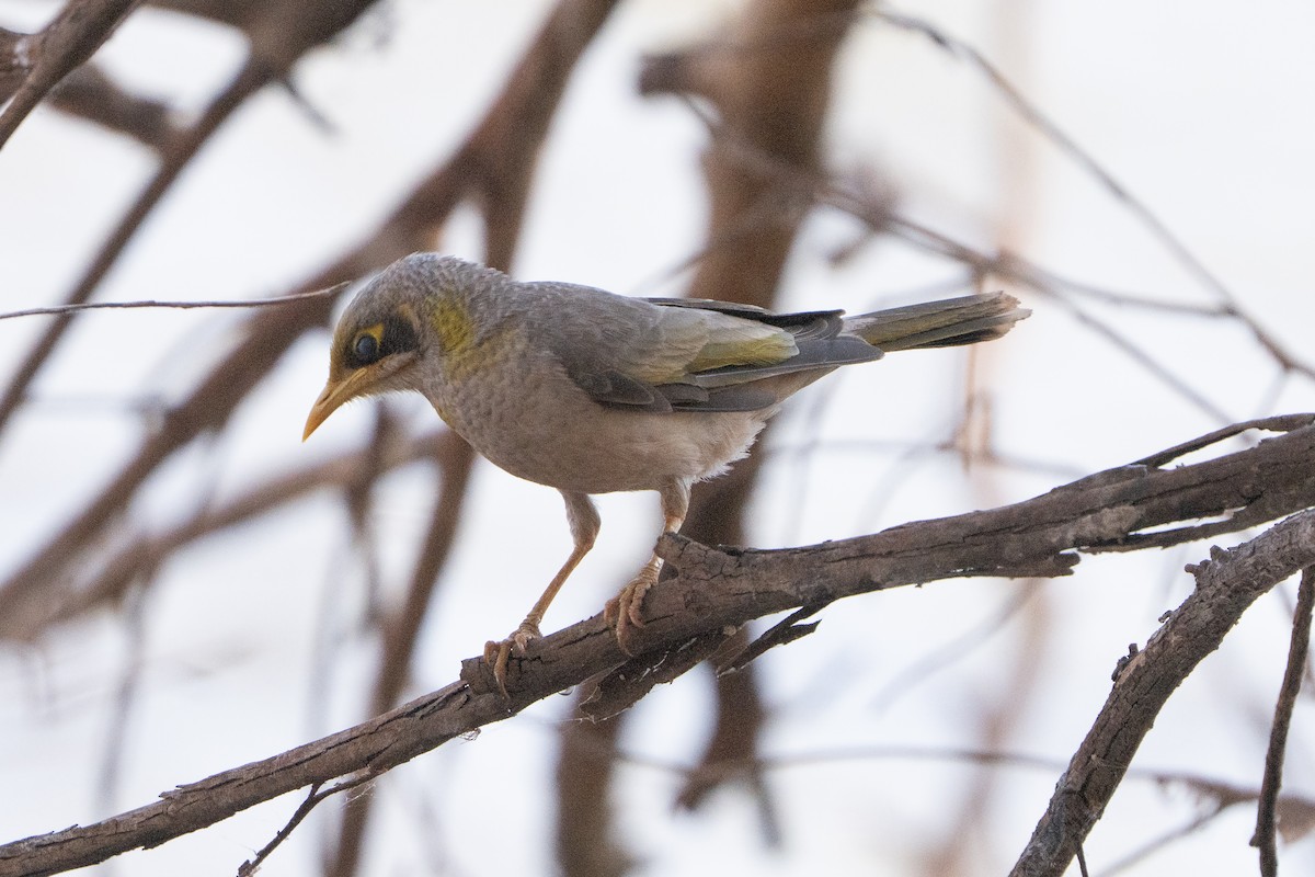 Yellow-throated Miner - ML642326108