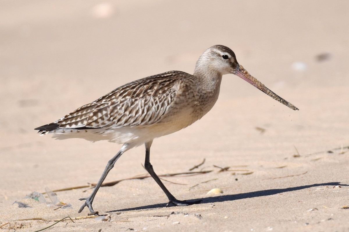 Bar-tailed Godwit - ML642326145