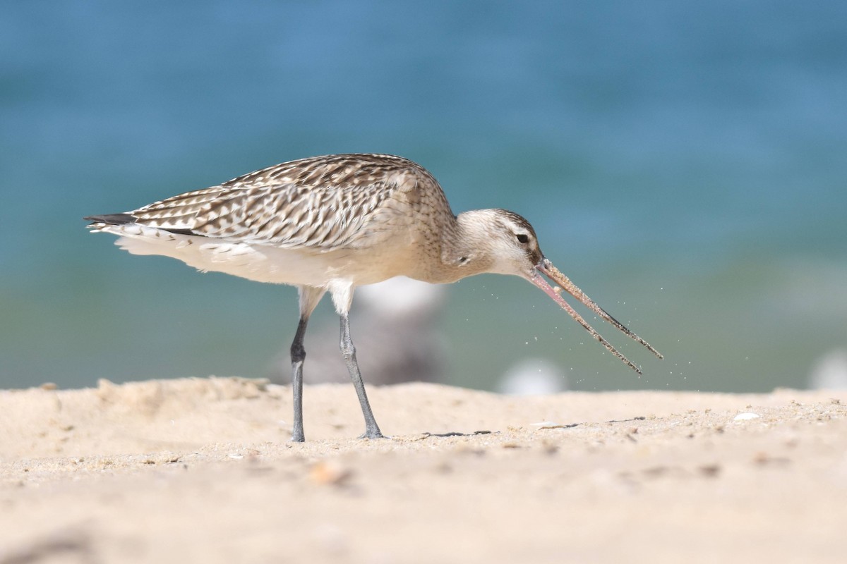 Bar-tailed Godwit - ML642326147