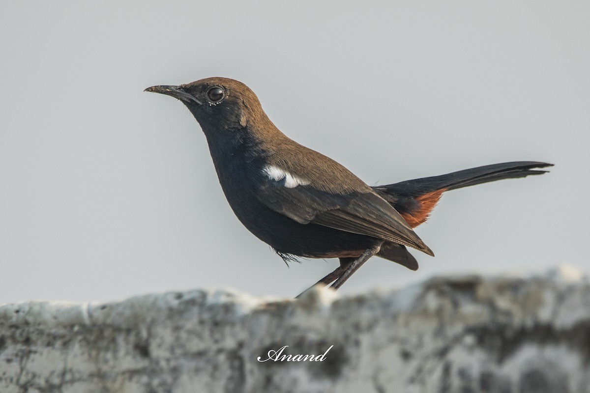 Indian Robin - ML642326168