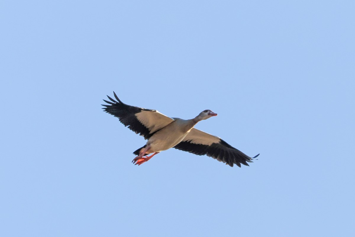Egyptian Goose - ML642326177
