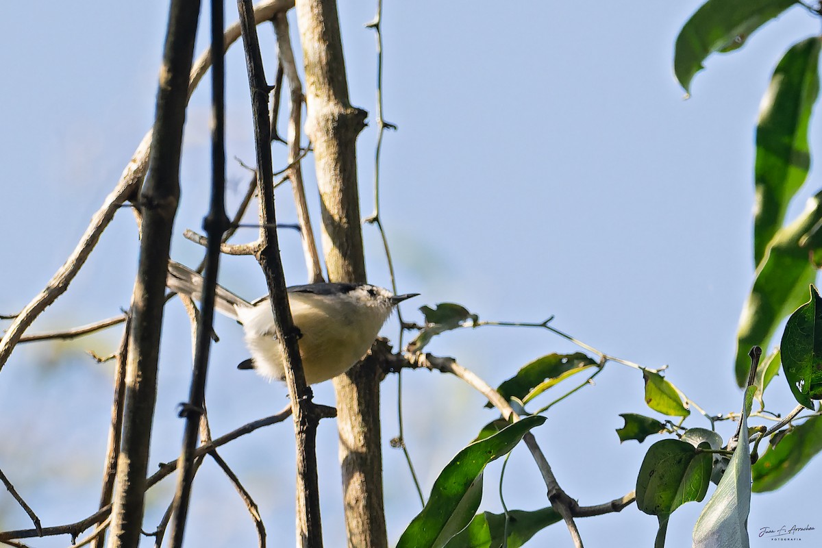 Creamy-bellied Gnatcatcher - ML642326190