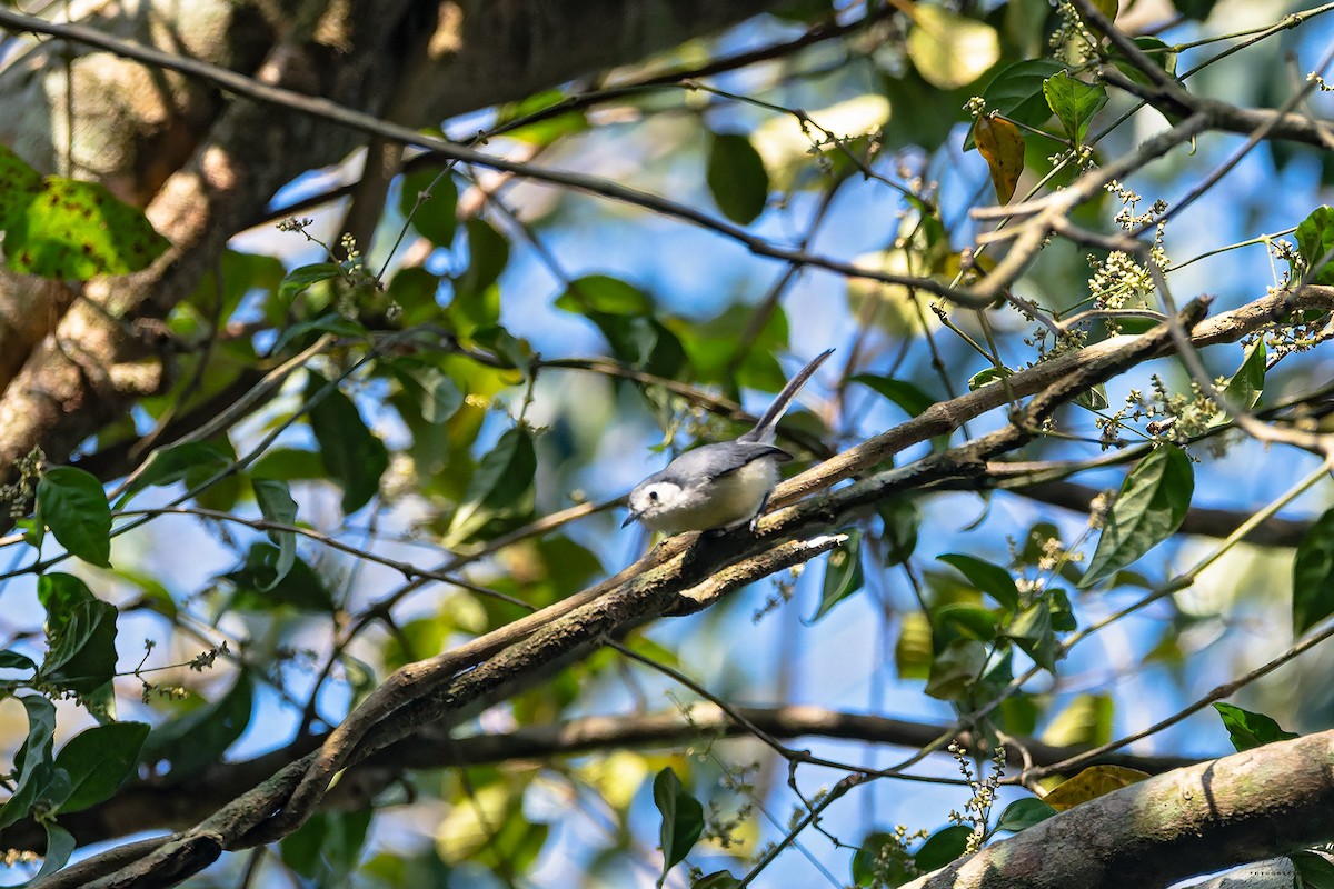 Creamy-bellied Gnatcatcher - ML642326192
