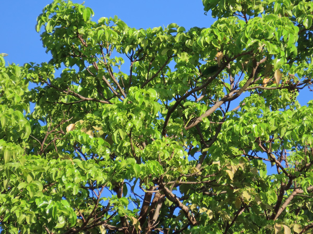 Taiwan Barbet - ML642326215