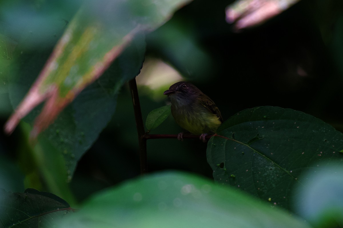 Northern Bentbill - ML642326233