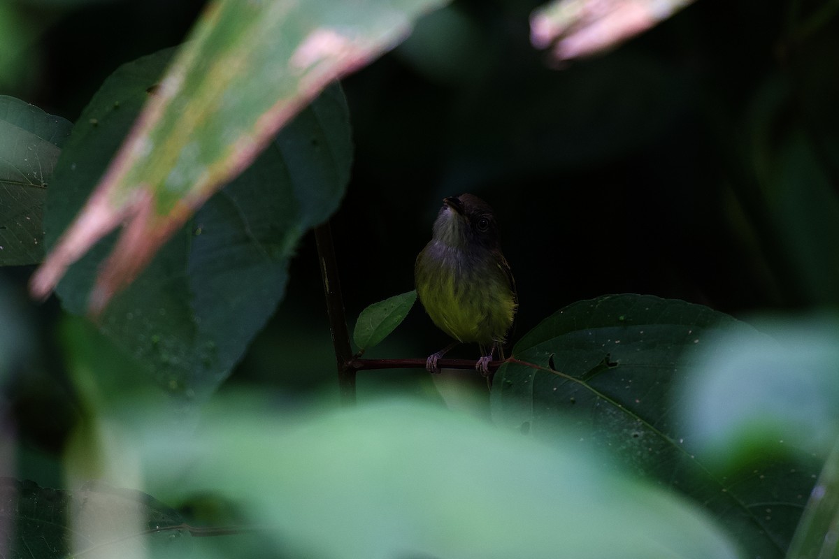Northern Bentbill - ML642326234