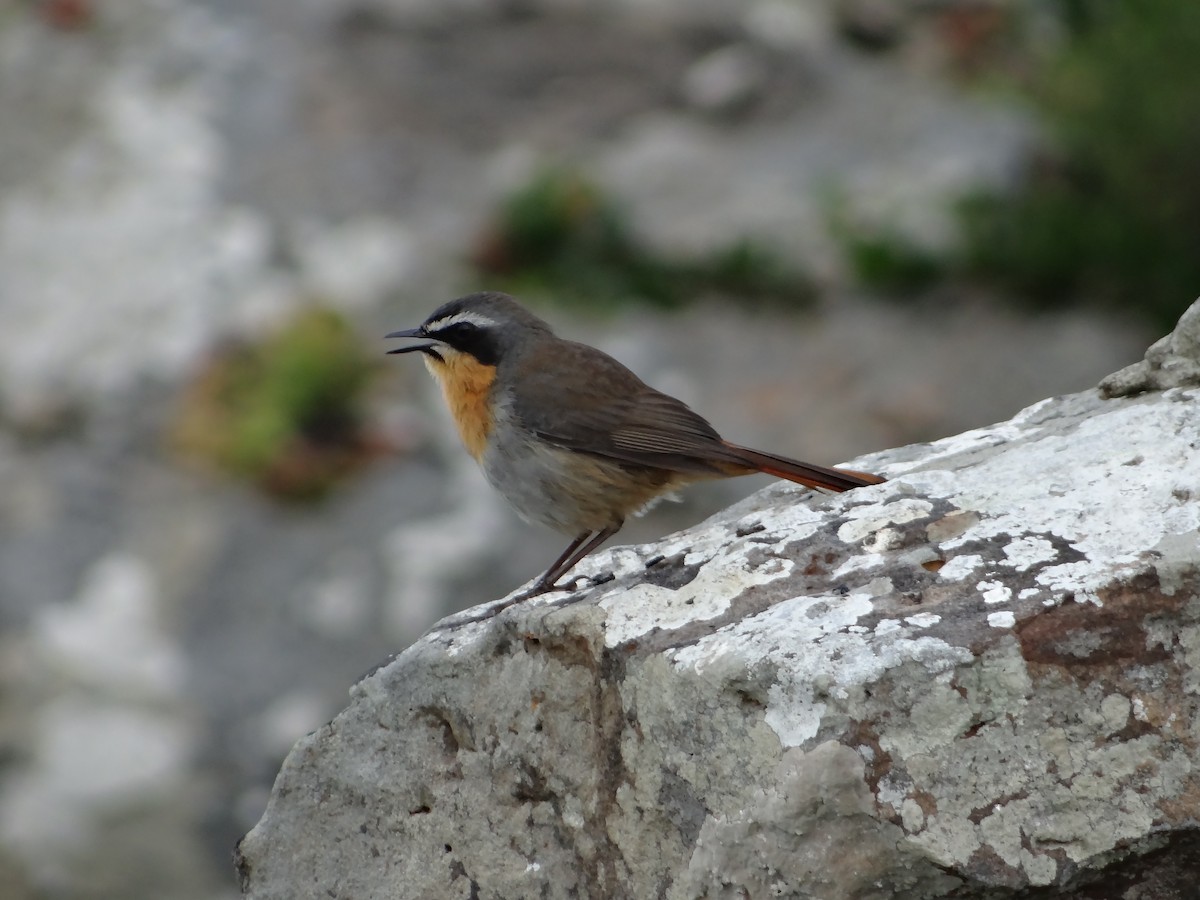 Cape Robin-Chat - ML642326258