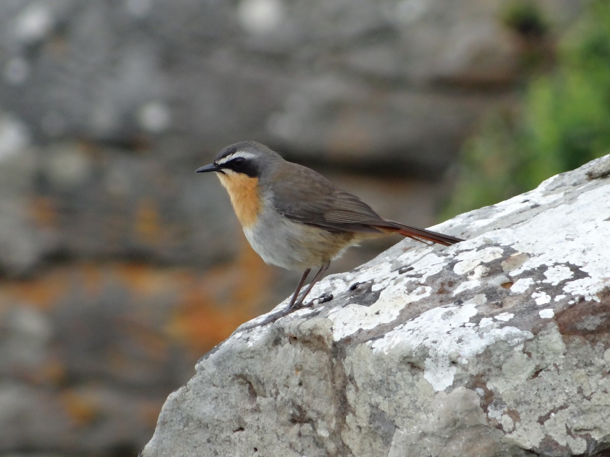 Cape Robin-Chat - ML642326260