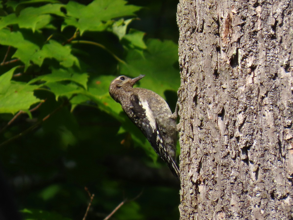 Yellow-bellied Sapsucker - ML642326268