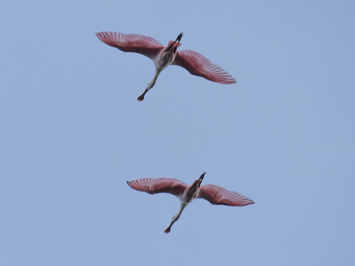 Roseate Spoonbill - ML642326282