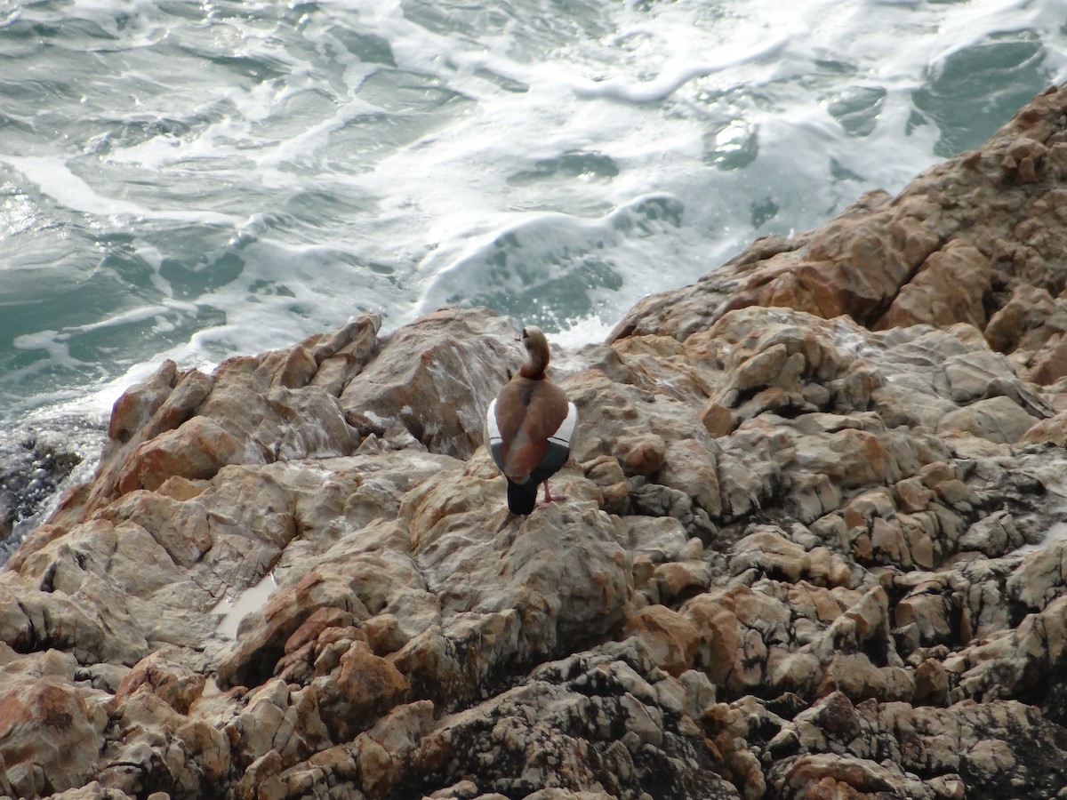 Egyptian Goose - ML642326289