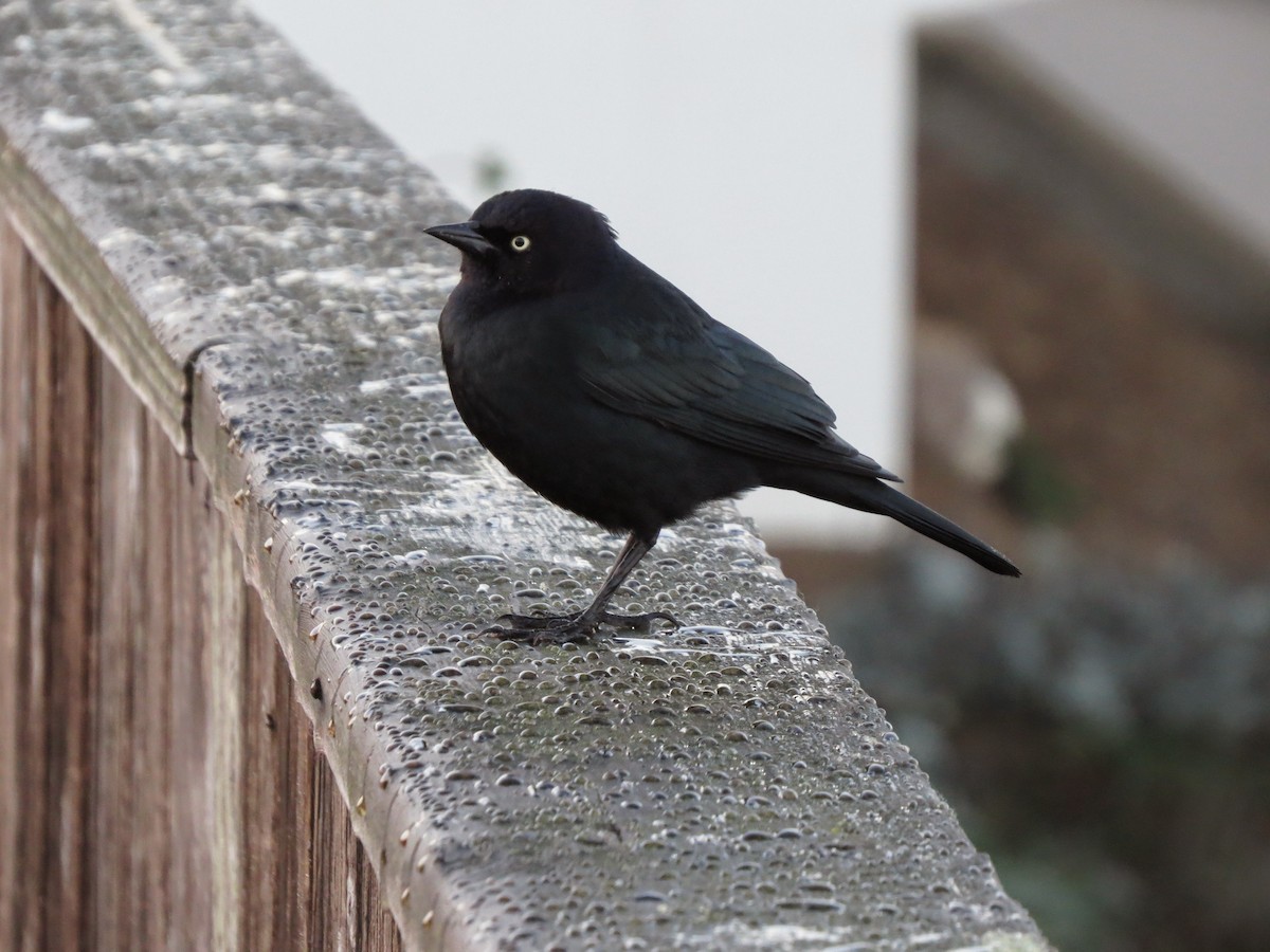 Brewer's Blackbird - ML642326302