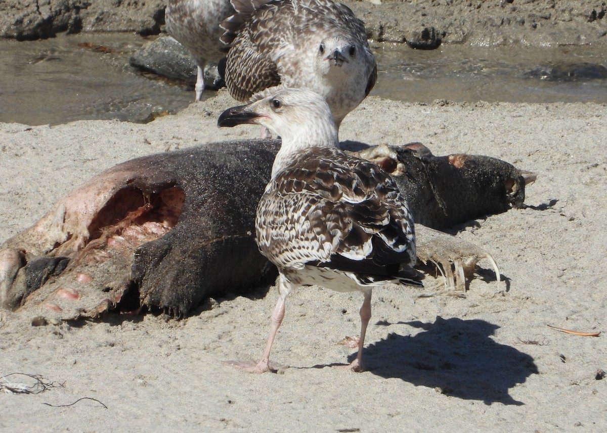 Great Black-backed Gull - ML642326311