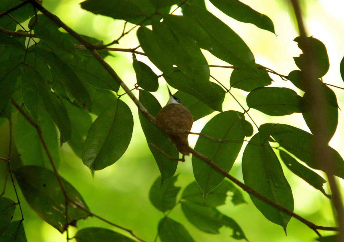 Black-eared Fairy - ML642326325