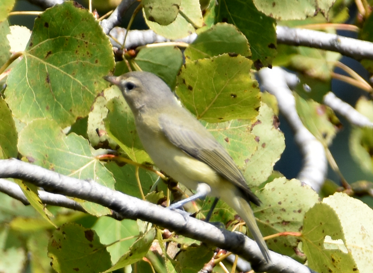 Philadelphia/Warbling Vireo - ML642326341