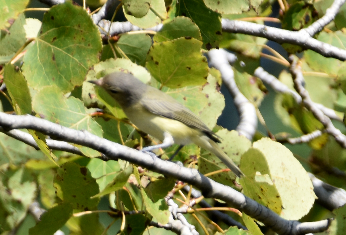Philadelphia/Warbling Vireo - ML642326342