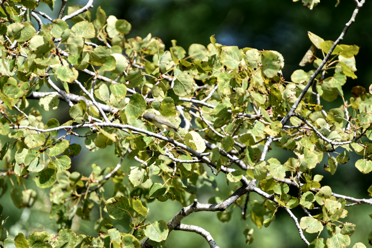 Philadelphia/Warbling Vireo - ML642326343