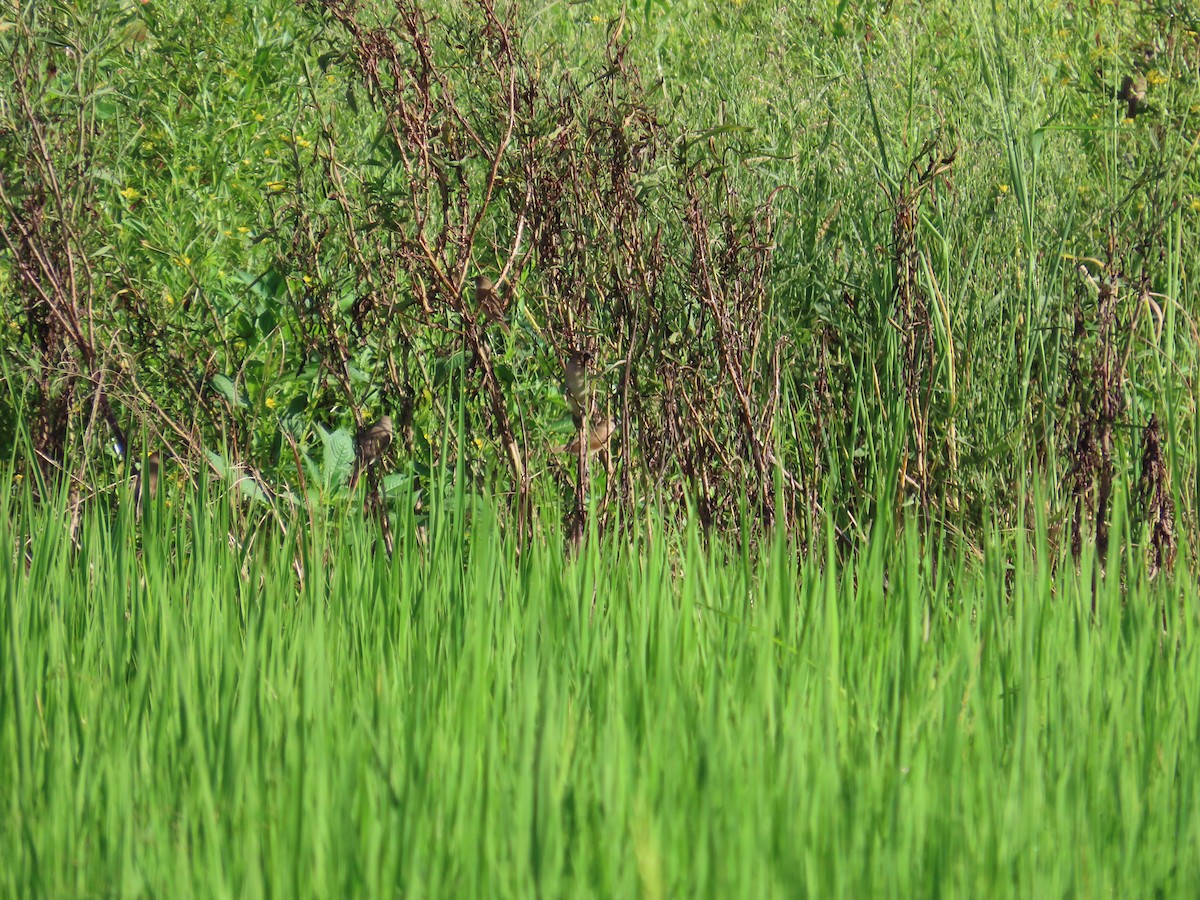 Scaly-breasted Munia - ML642326344