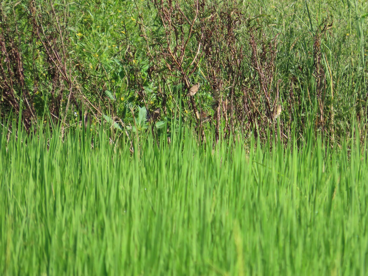 Scaly-breasted Munia - ML642326345