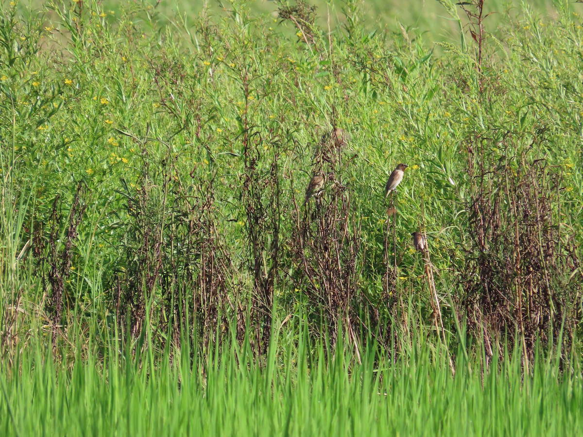 Scaly-breasted Munia - ML642326346