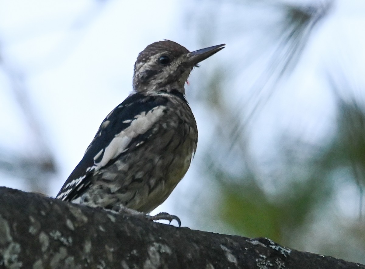 Yellow-bellied Sapsucker - ML642326354