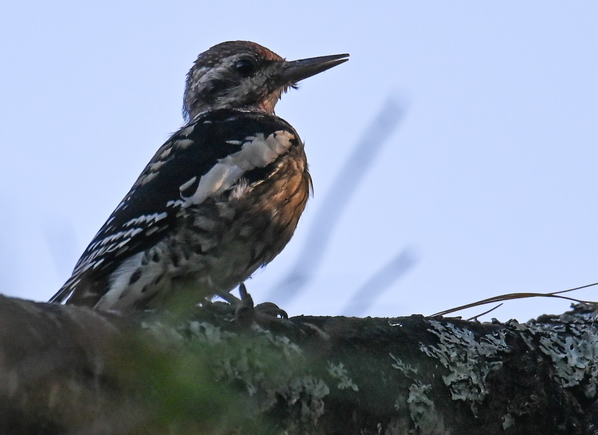Yellow-bellied Sapsucker - ML642326355