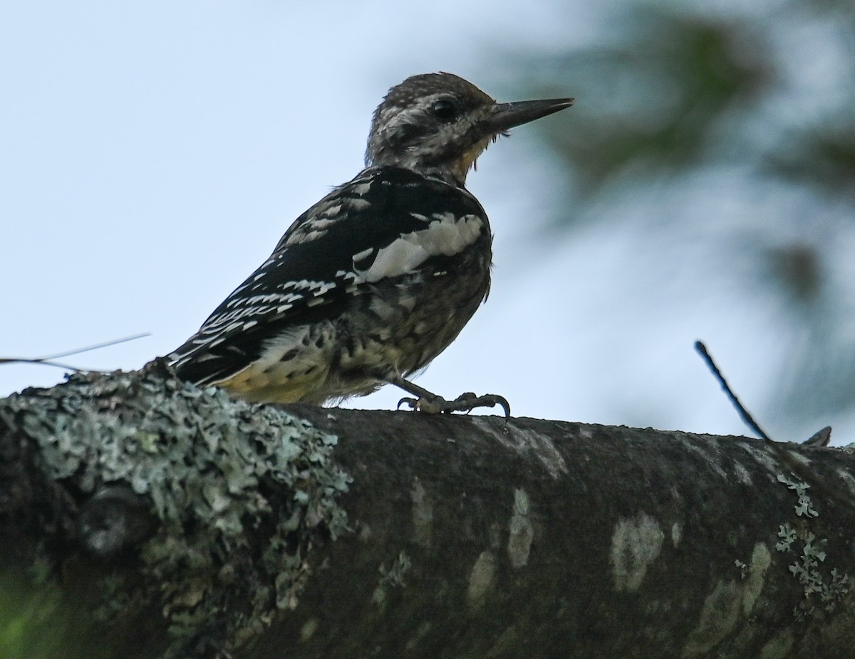 Yellow-bellied Sapsucker - ML642326356