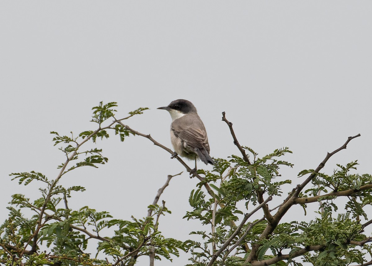 Eastern Orphean Warbler - ML642326368
