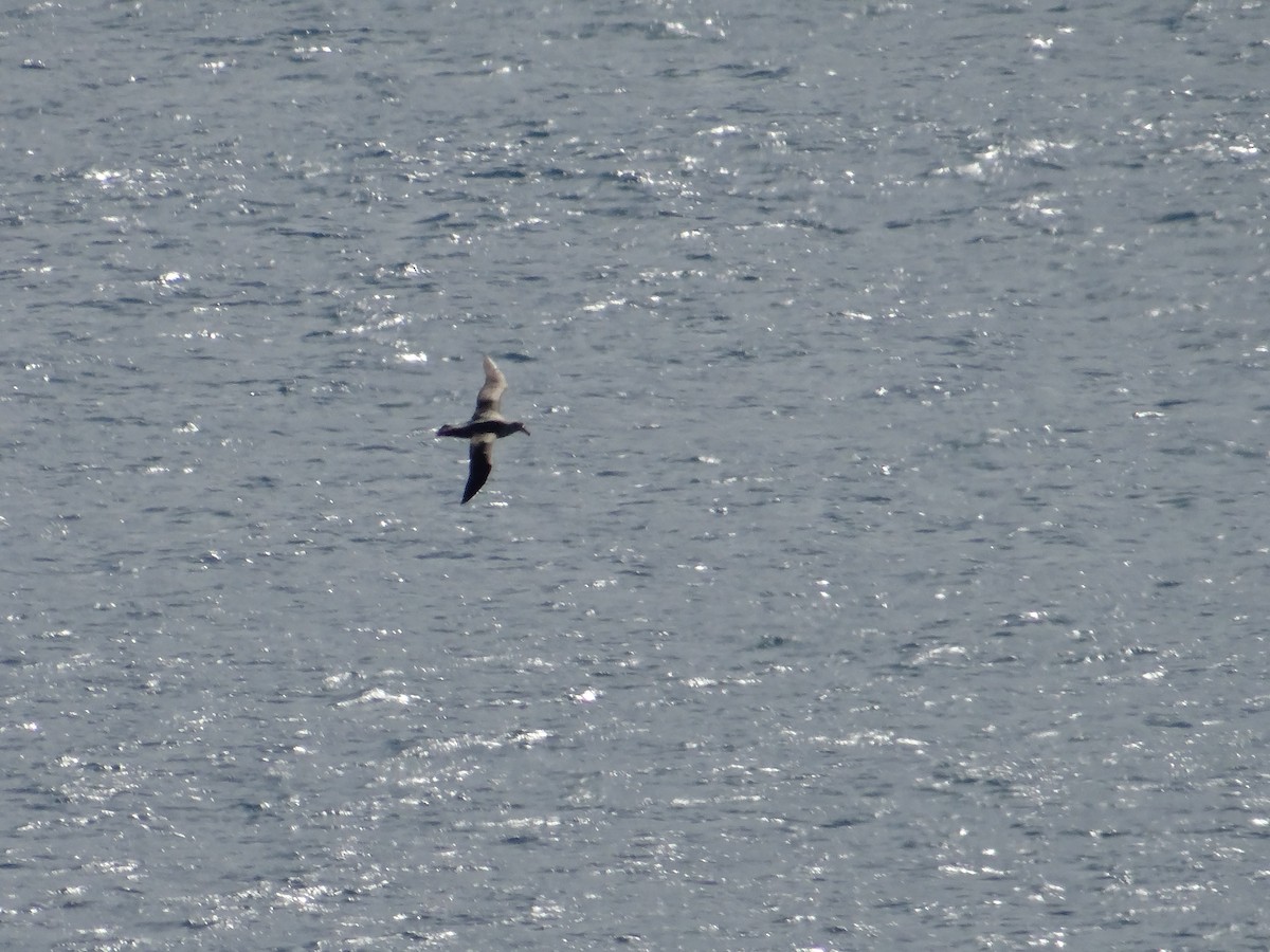 Northern Giant-Petrel - ML642326369